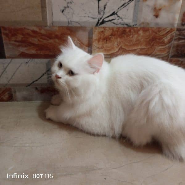 pure Persian White cats 3