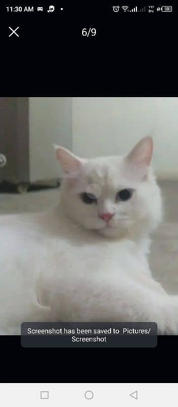 pure Persian White cats 5