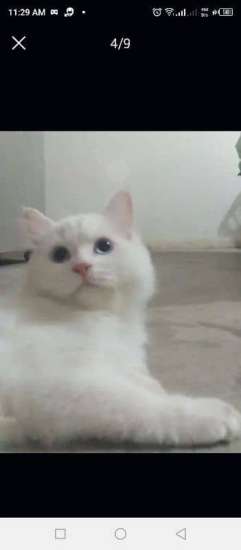 pure Persian White cats 6