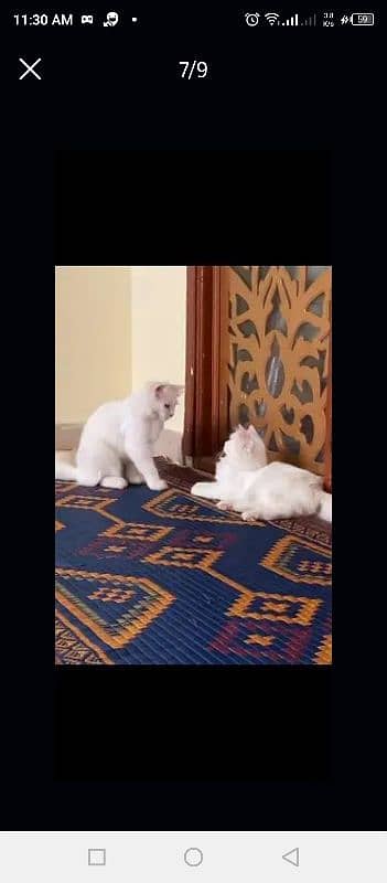 pure Persian White cats 7