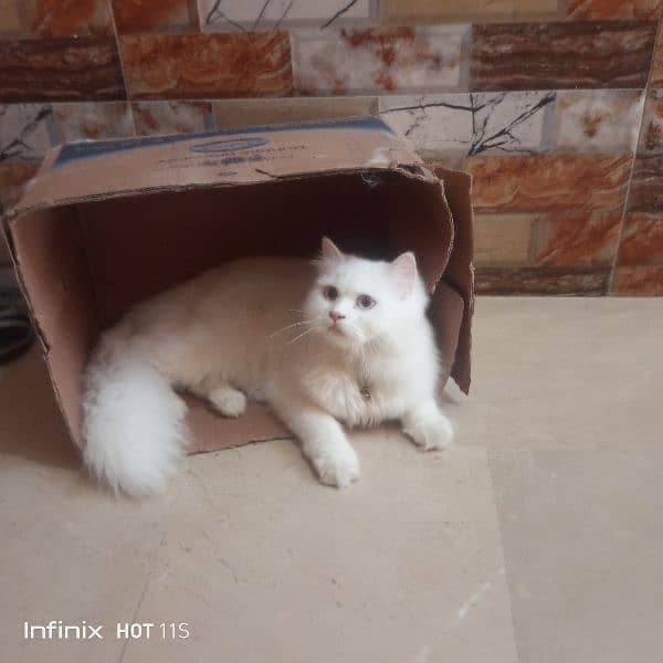 pure Persian White cats 9