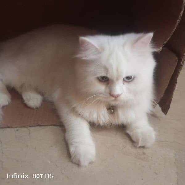 pure Persian White cats 10