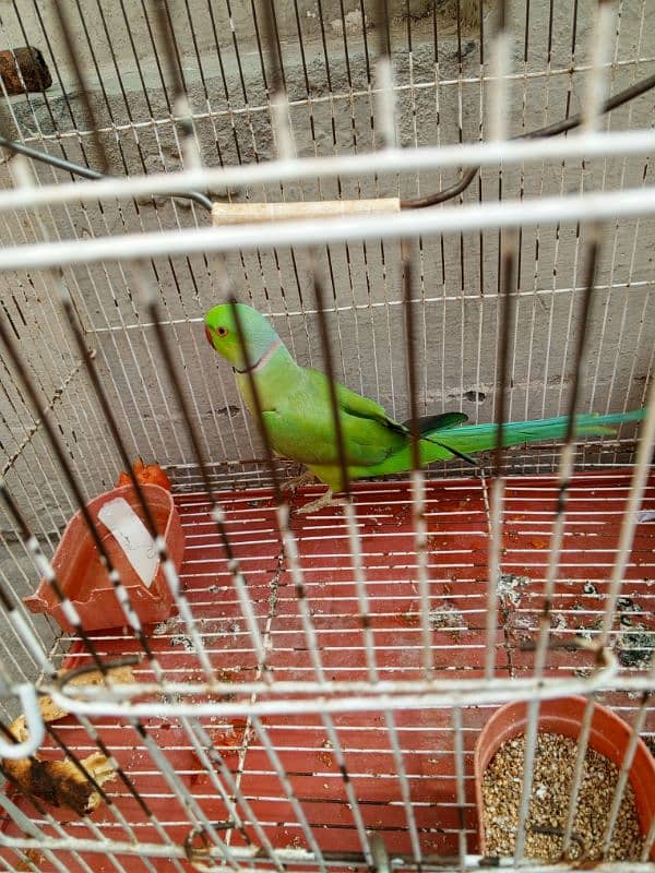 Male breader parrot age 8 to 10 month 0