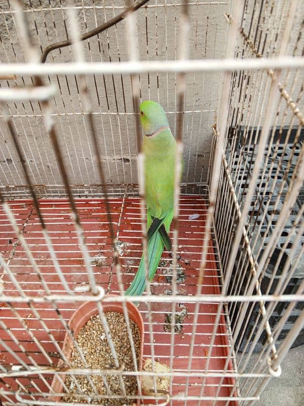 Male breader parrot age 8 to 10 month 1