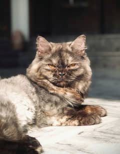 Beautiful Persian Female Cat