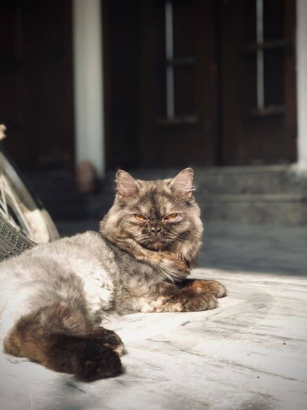 Beautiful Persian Female Cat 1