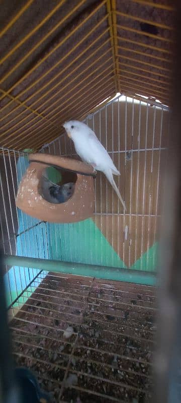 White Australian paroots breeding pair 1