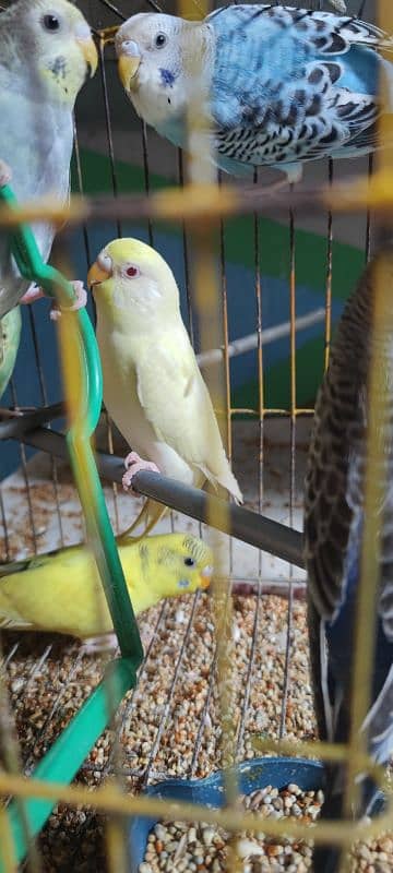 White Australian paroots breeding pair 2