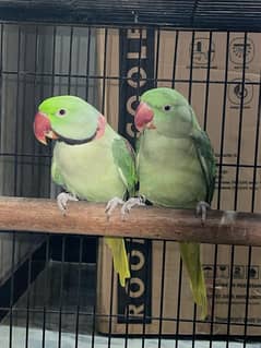 Raw Parrot Pair Available