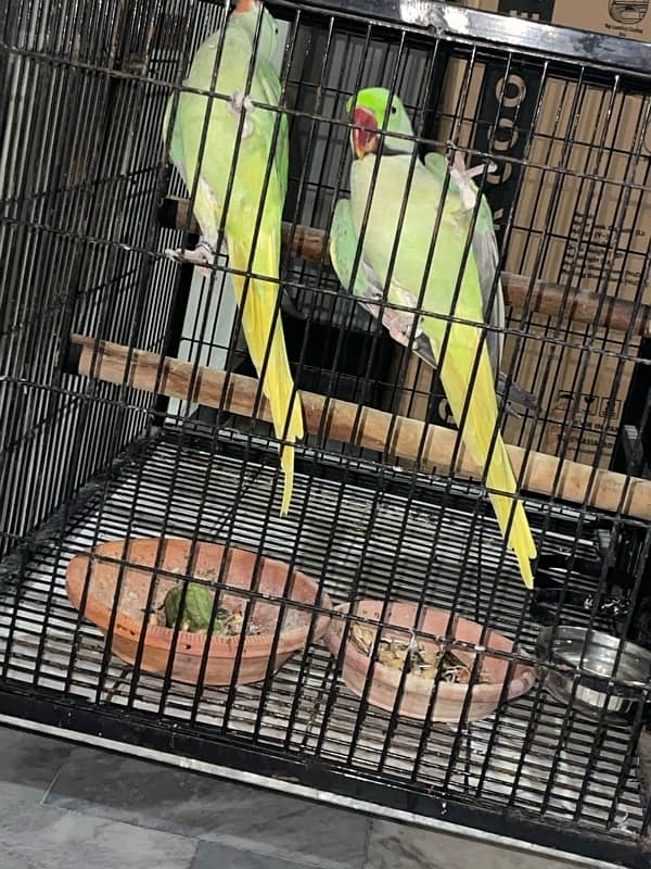 Raw Parrot Pair Available 1