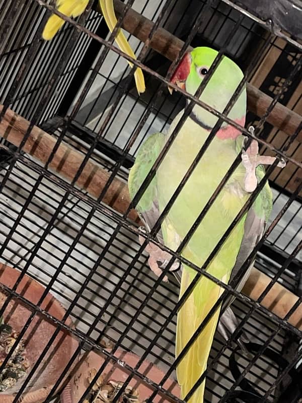 Raw Parrot Pair Available 2