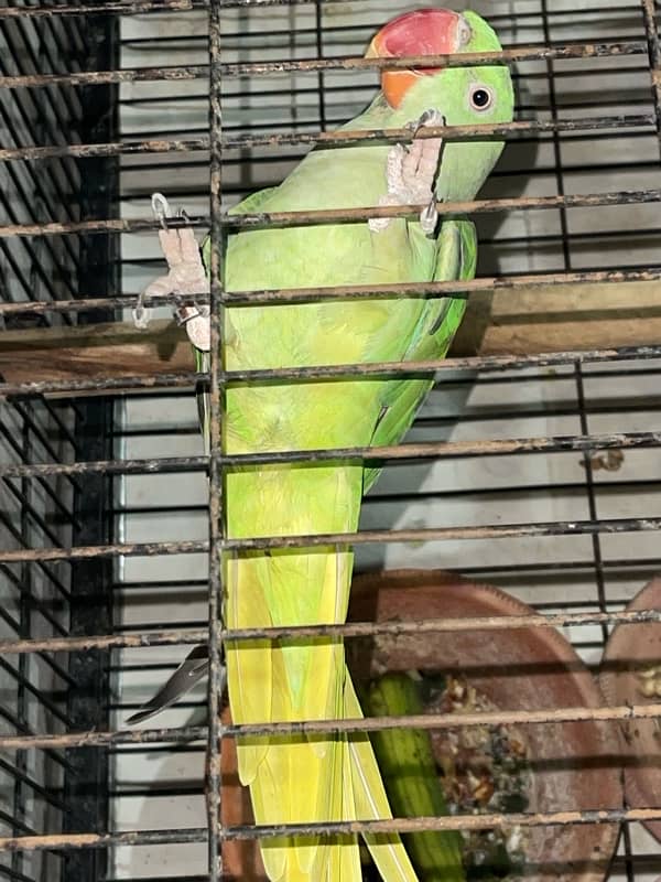 Raw Parrot Pair Available 3