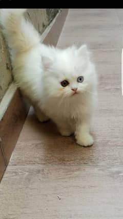 persian kitten