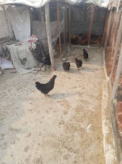 Ayam cemani set and chicks