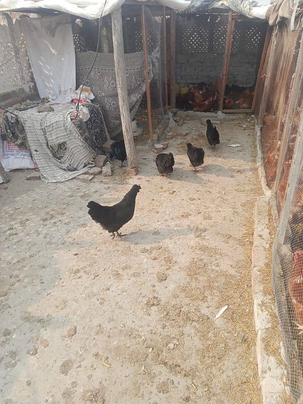 Ayam cemani set and chicks 0