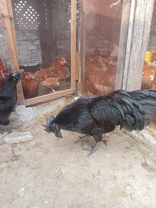 Ayam cemani set and chicks 1