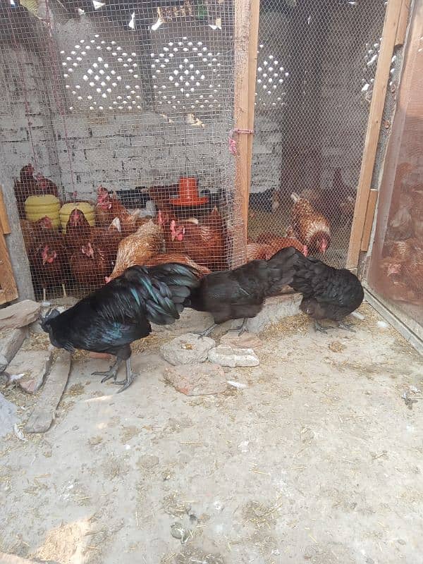 Ayam cemani set and chicks 2