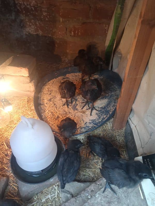 Ayam cemani set and chicks 3