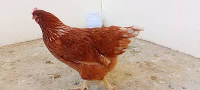 Egg laying Lohman pour breed Hens