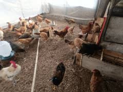 Dasi egg laying ( hens )murghiyan