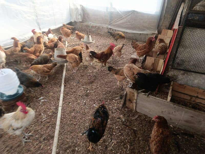 Dasi egg laying ( hens )murghiyan 0