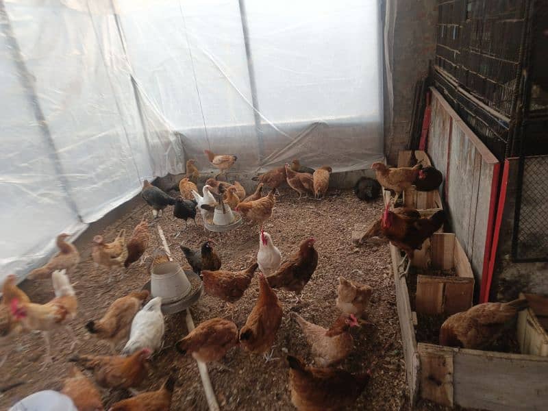 Dasi egg laying ( hens )murghiyan 1