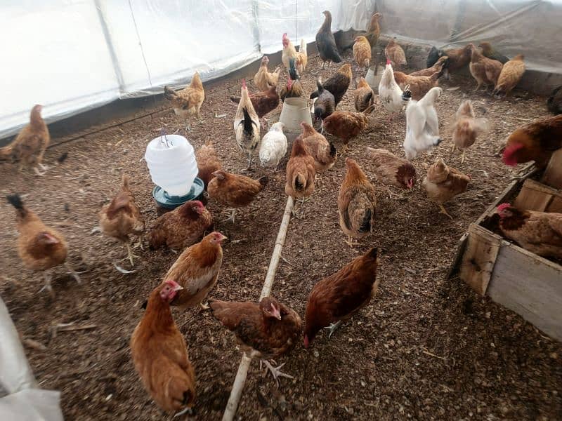 Dasi egg laying ( hens )murghiyan 2