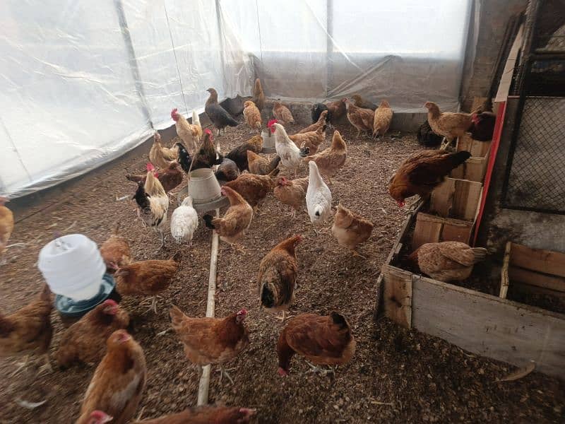 Dasi egg laying ( hens )murghiyan 3