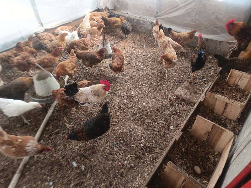 Dasi egg laying ( hens )murghiyan 4