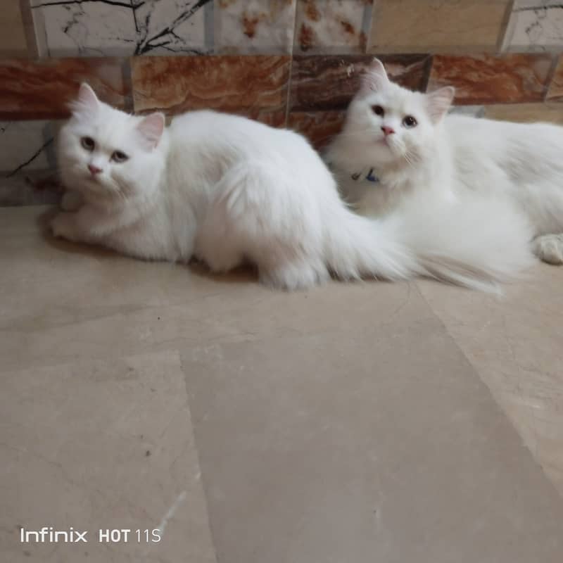 pure Persian White cats 0