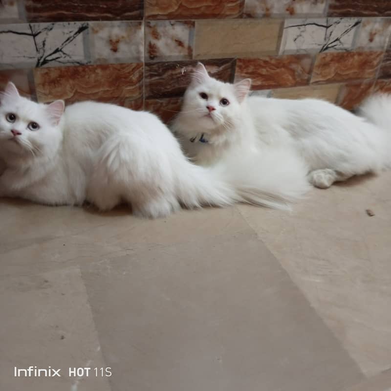 pure Persian White cats 1