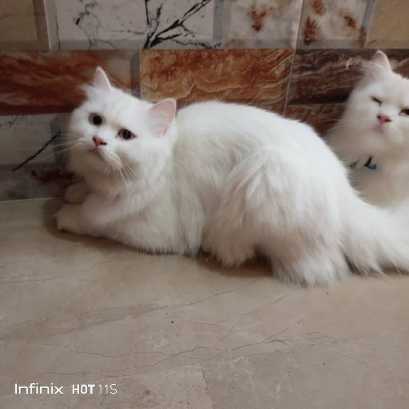 pure Persian White cats 2