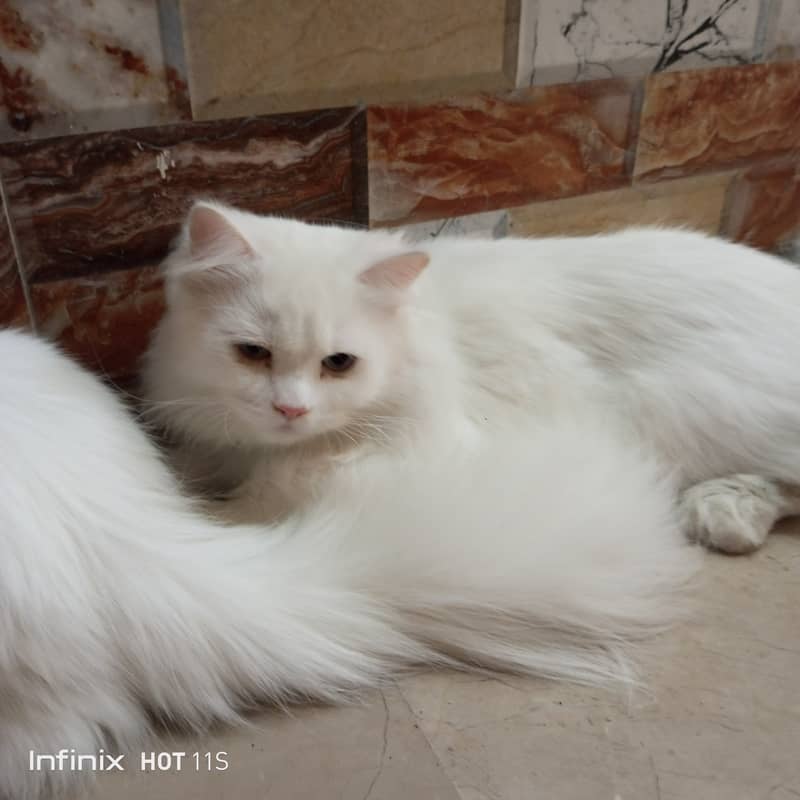 pure Persian White cats 3