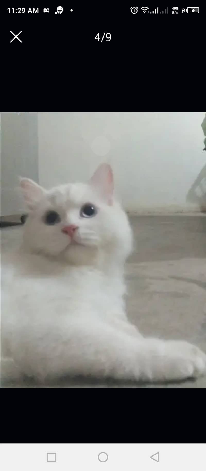 pure Persian White cats 7