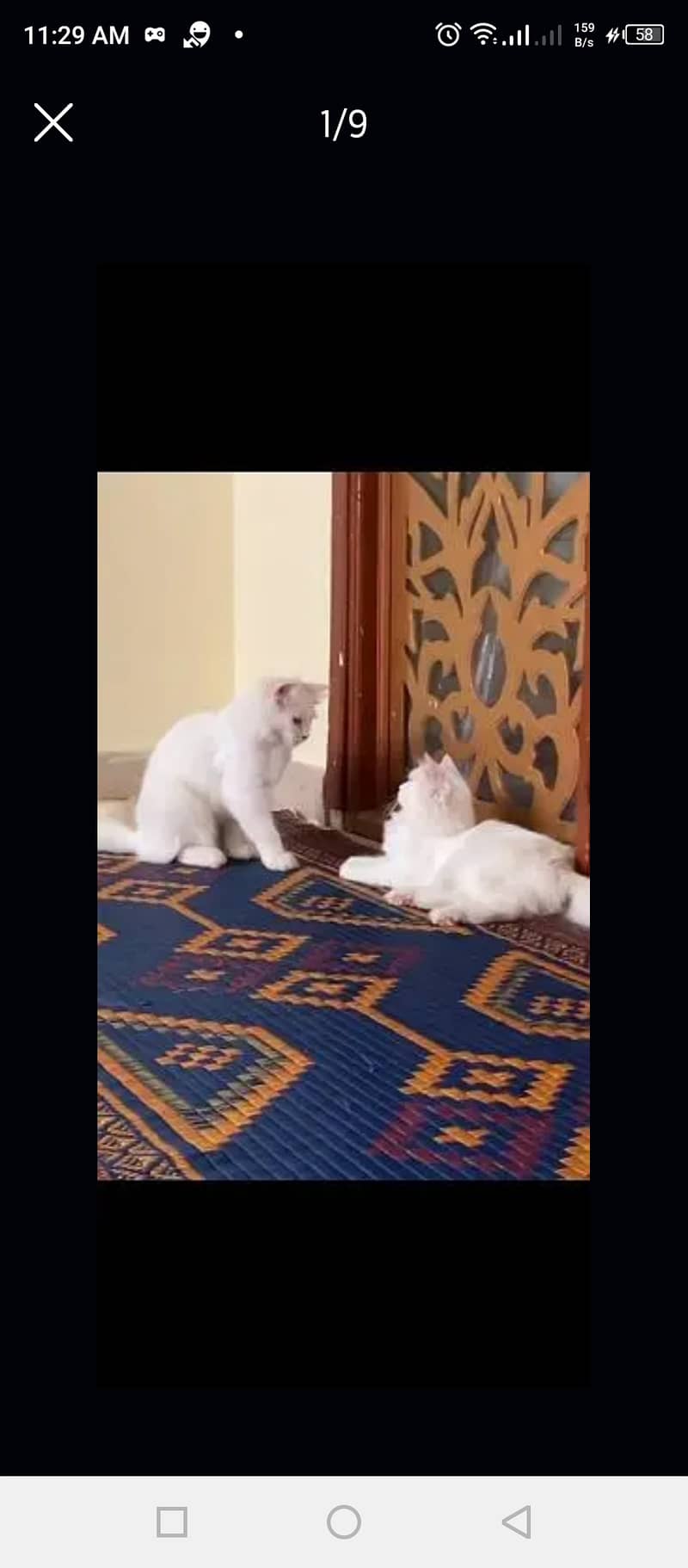 pure Persian White cats 9