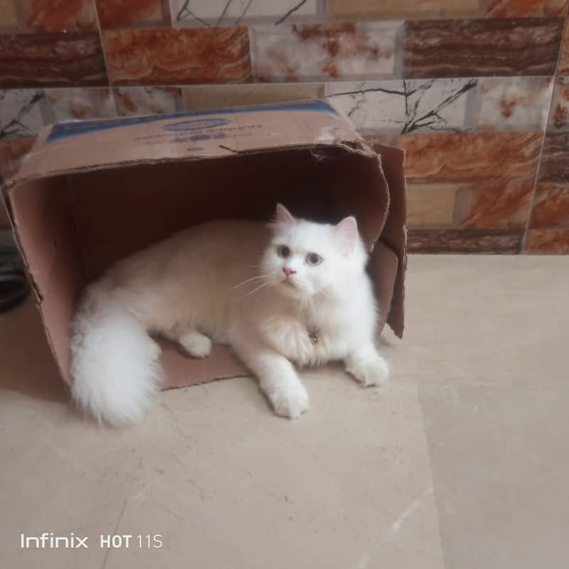 pure Persian White cats 10