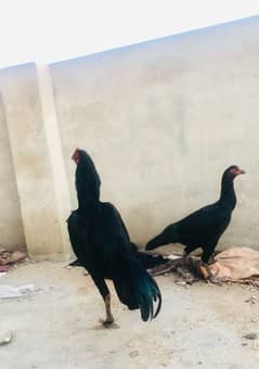 lasani mushka  pair