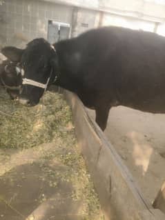 american breed farm cow near to calf soone k lye tyar