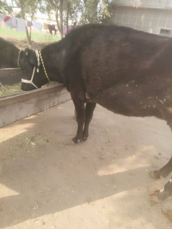 american breed farm cow near to calf soone k lye tyar 0