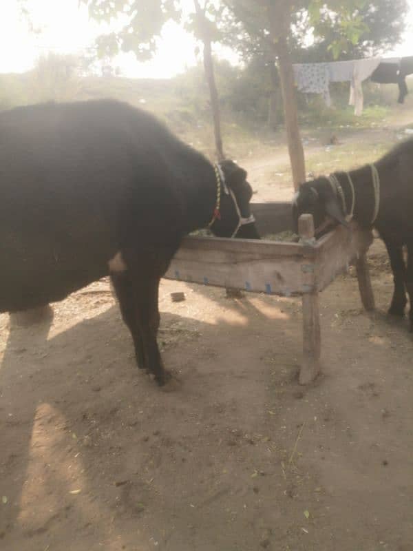 american breed farm cow near to calf soone k lye tyar 3