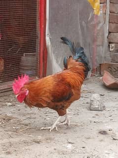 ROOSTER