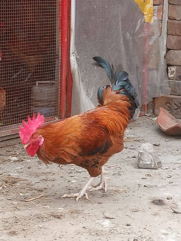 ROOSTER 0