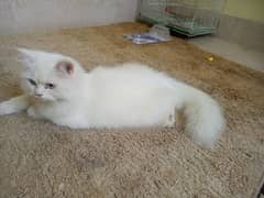 3 Month Persian cat triple code Blue eyes