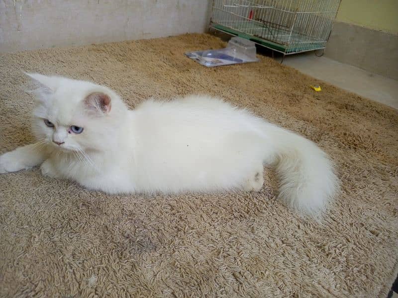 3 Month Persian cat triple code Blue eyes 0