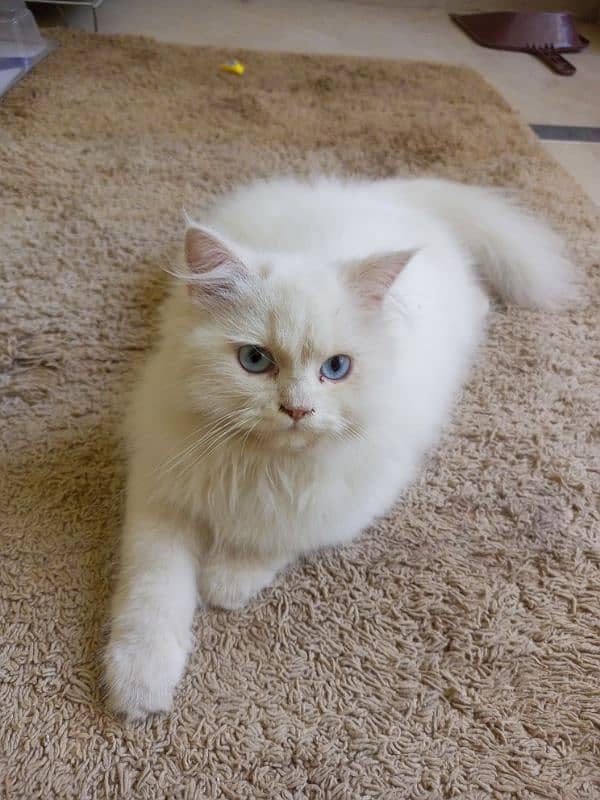 3 Month Persian cat triple code Blue eyes 2