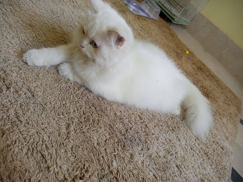 3 Month Persian cat triple code Blue eyes 3