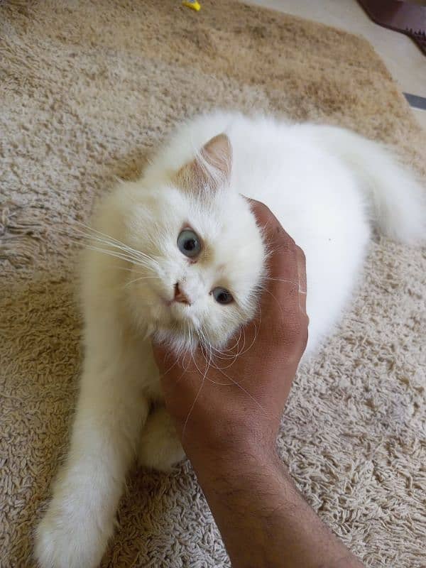 3 Month Persian cat triple code Blue eyes 4