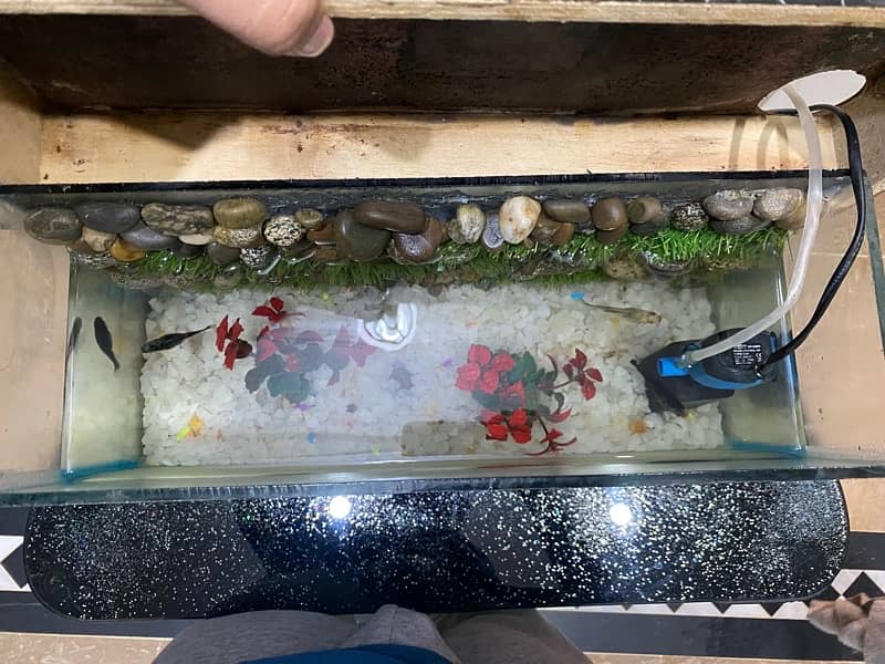 aquarium for sale 1