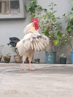 Desi Rooster |Healthy and young