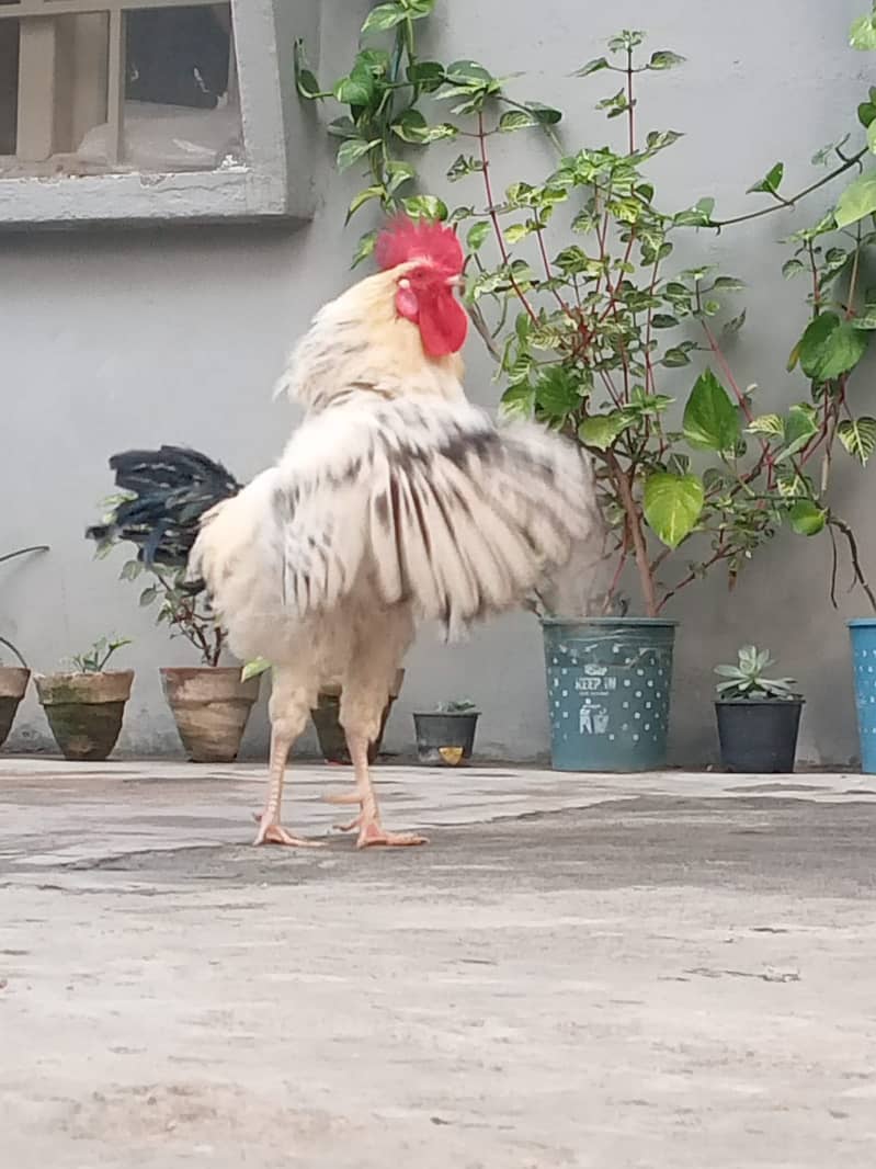 Desi Rooster |Healthy and young 0